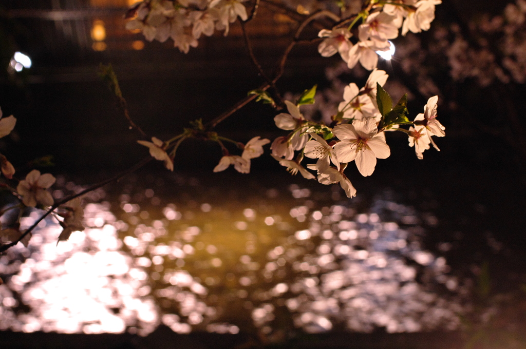 白川の夜桜