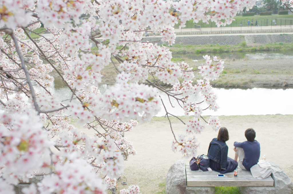 sakura et cetera