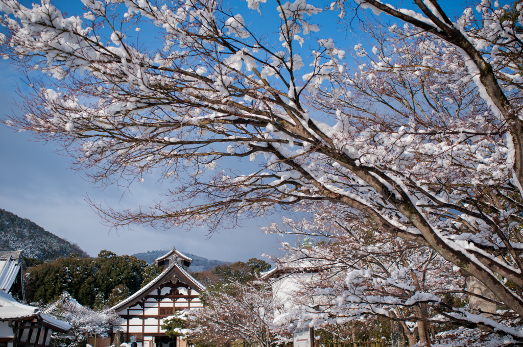 雪咲く。