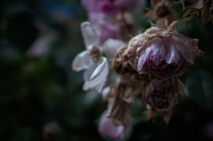 withered rose 06