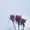 極月の薔薇