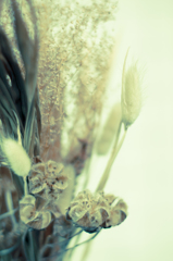 dry flower 