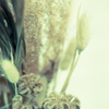 dry flower 