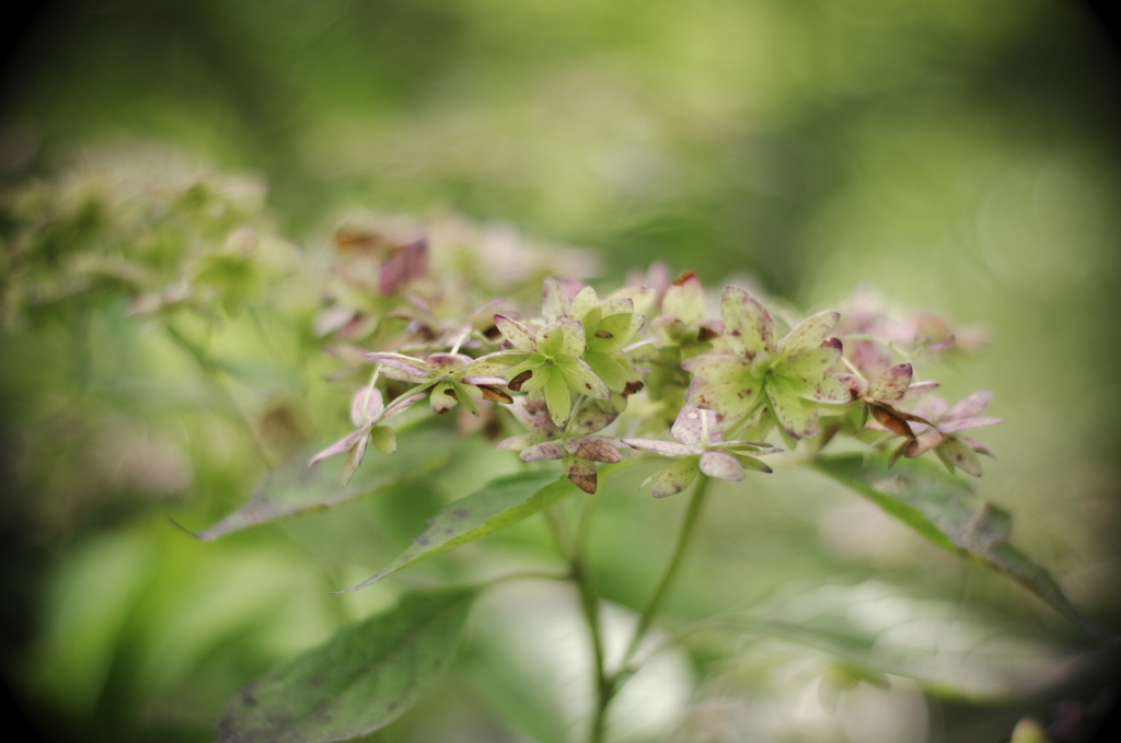 四葩の花