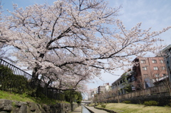 堀川桜