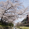 堀川桜