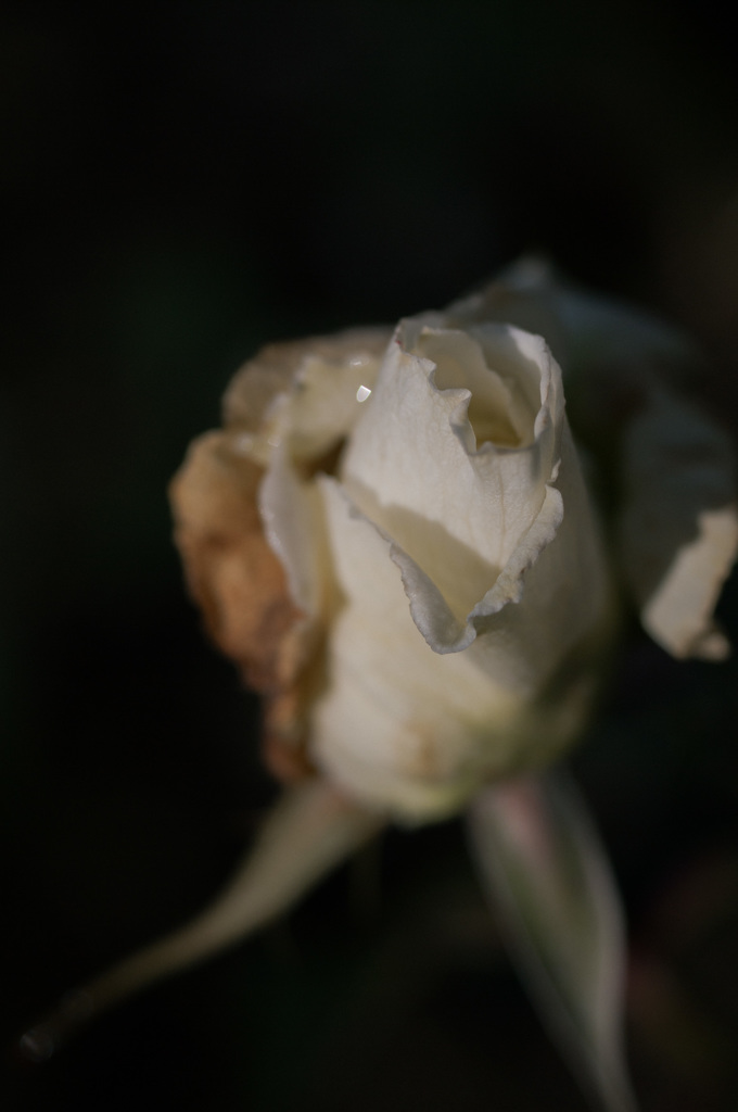 極月の薔薇