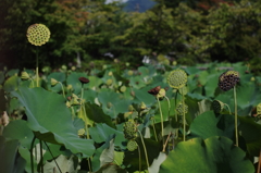 ひまわり池