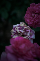 Withered roses 11