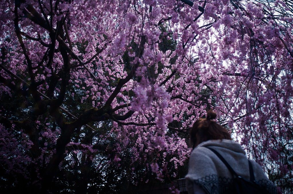 sakura à la carte