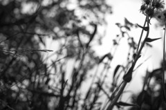 monochrome kyoto