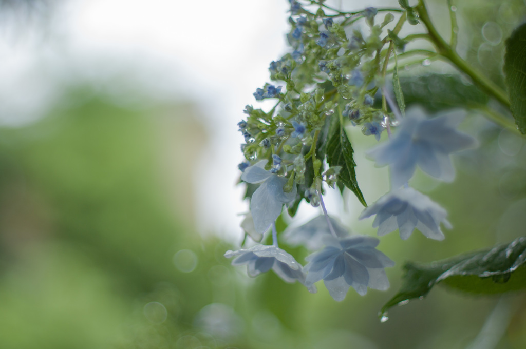 雨に咲く