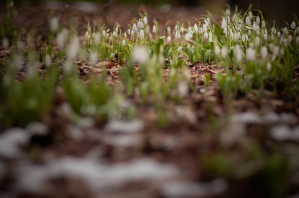 snowdrop.....
