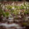 snowdrop.....