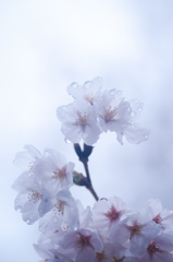 雨上がり