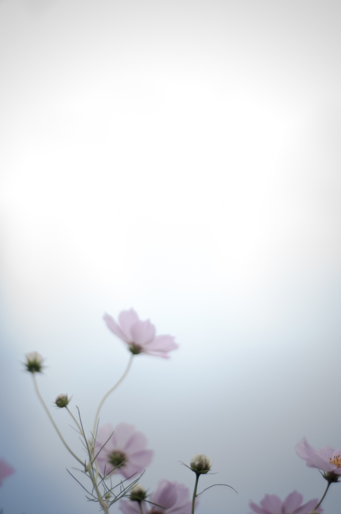 秋桜12
