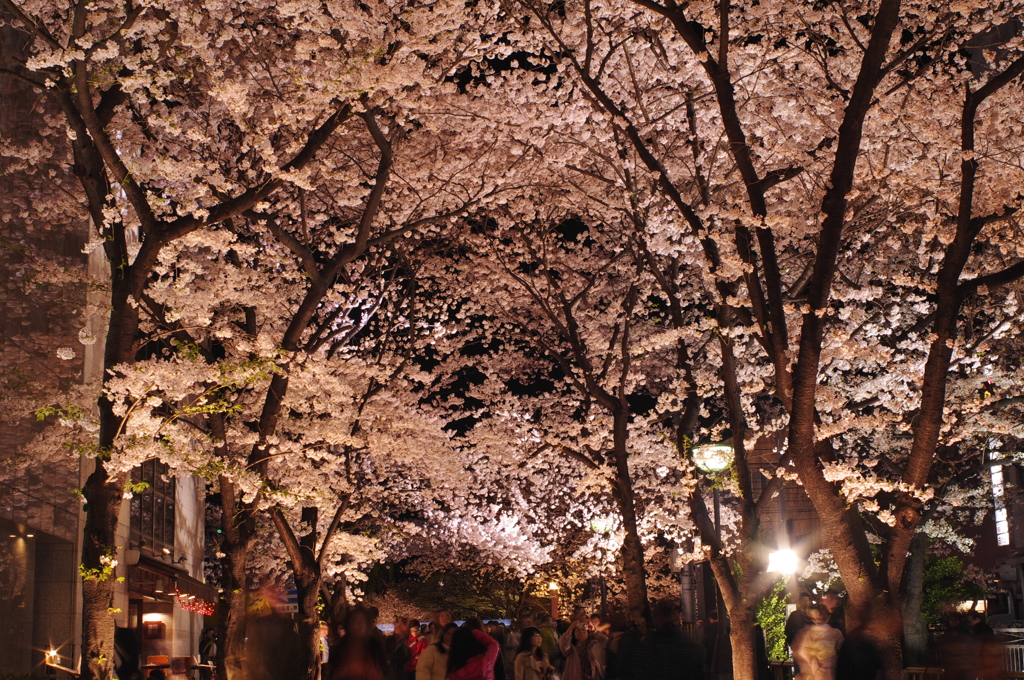 桜の有る夜
