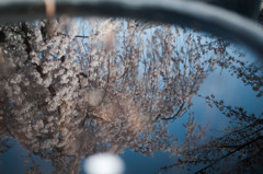 水瓶の春