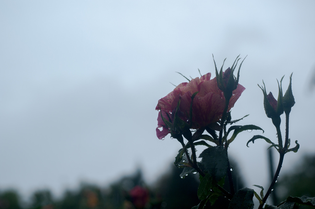 雨の薔薇園