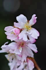 御会式桜