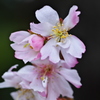 御会式桜