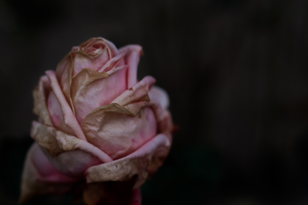 Withered roses