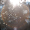 ume