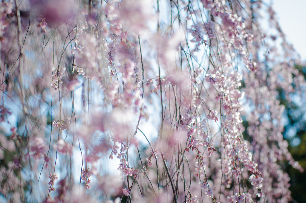 糸桜