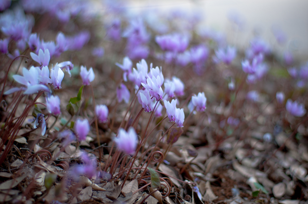 Cyclamen africanum