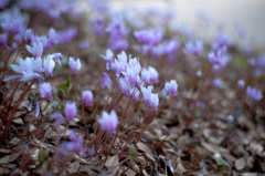Cyclamen africanum