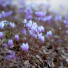 Cyclamen africanum