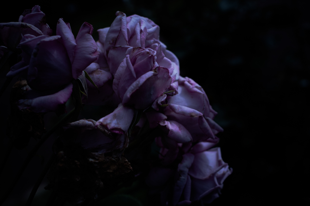 withered rose 03