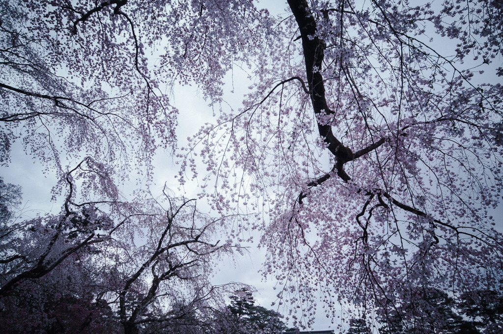 sakura à la carte
