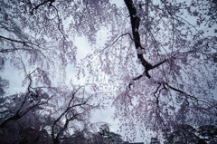 sakura à la carte