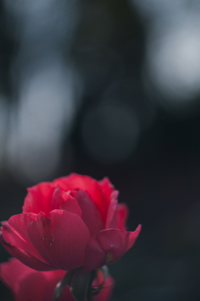 極月の薔薇
