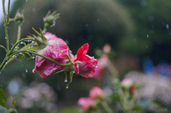 雨の薔薇園
