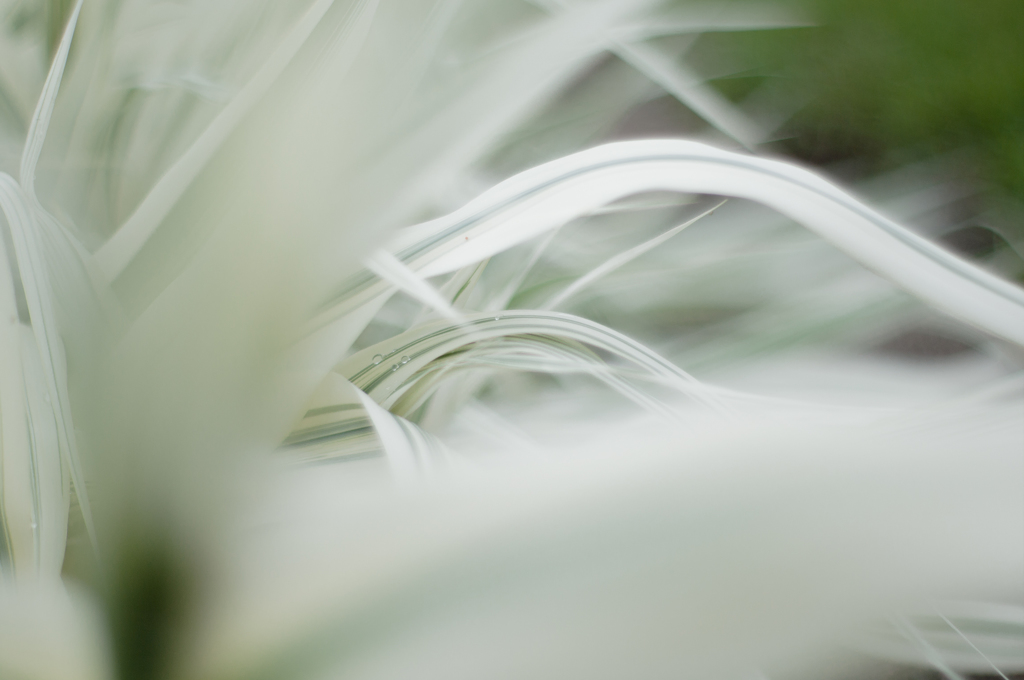 wave-stripe
