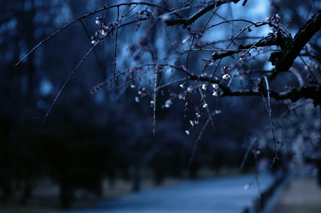 蒼い春