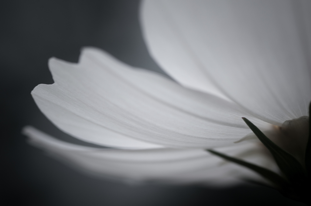 秋桜20