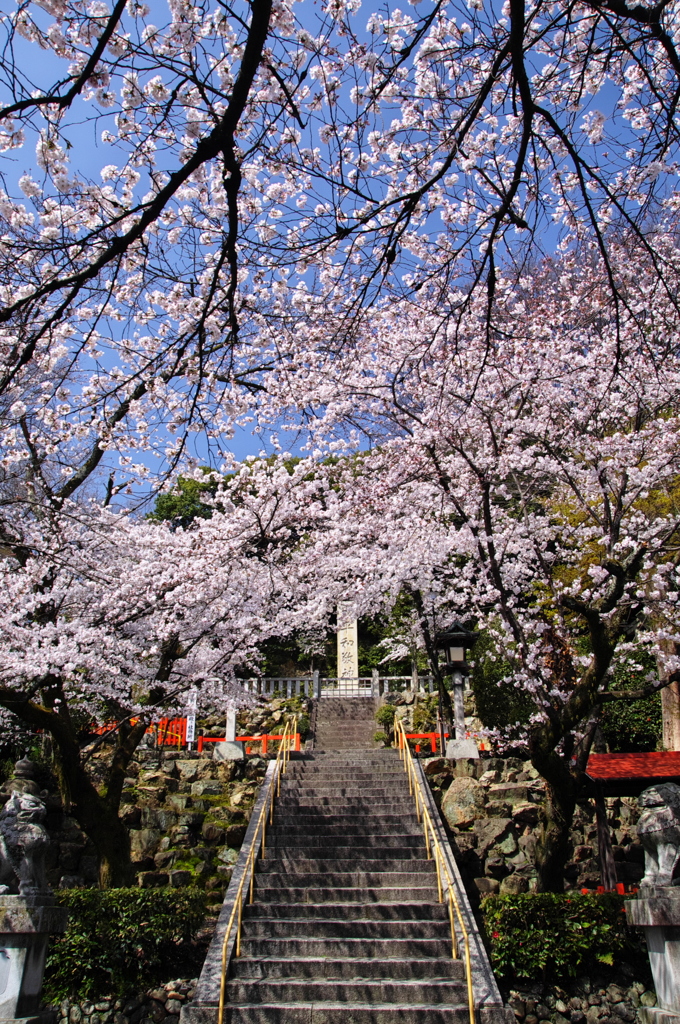 桜の参道