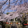 桜の参道