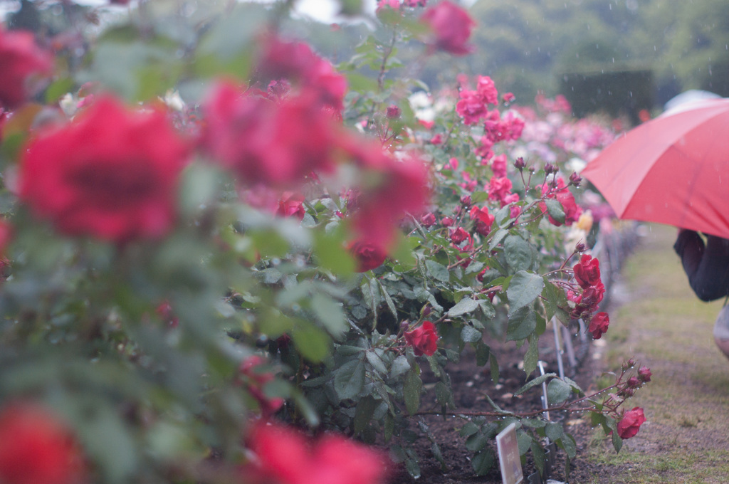 雨の薔薇園