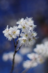 冬桜