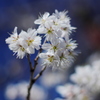 冬桜