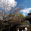 桜咲く