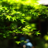 青葉の光