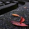 雨日の観客