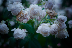 Withered roses 07