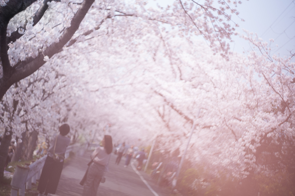 春の夢…