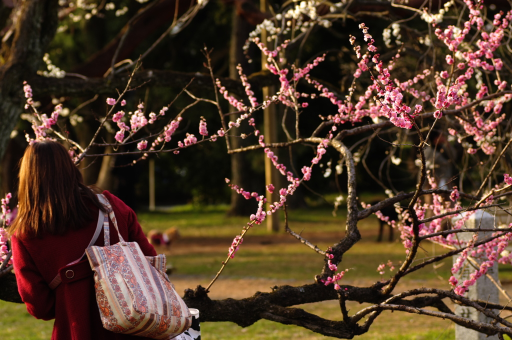 夕暮れの華